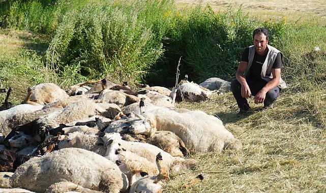 Muş'ta 150 koyun telef oldu