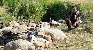 Muş'ta 150 koyun telef oldu