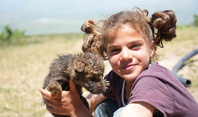 Muş'ta çoban kardeşler yaylada ölmek üzere olan kurt yavrularını kurtardı