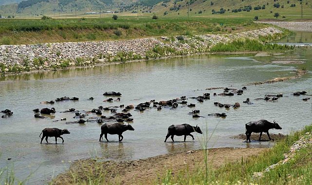 Muş'ta mandalar serin suya girerek hastalıklara karşı kendini koruyor
