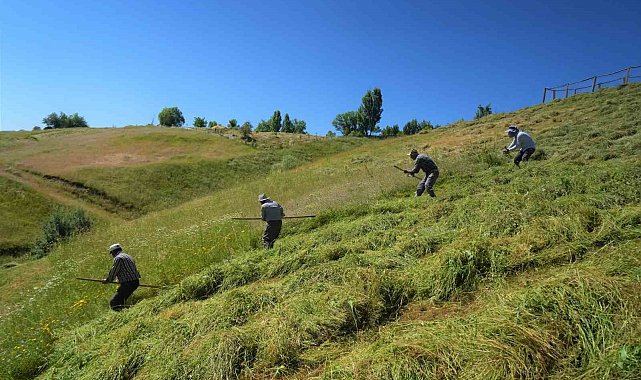 Muş'ta ot biçme sezonu başladı