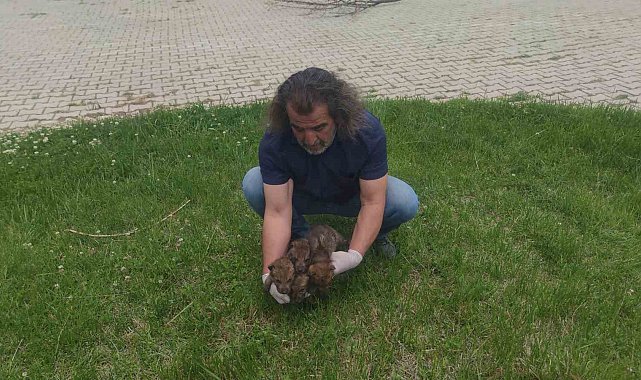 Muş'ta yaylada bulunan 4 kurt yavrusu Van'da kreş hizmeti