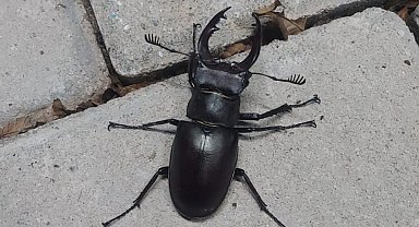 Nadir böcek türü geyik böceği Denizli'de görüldü