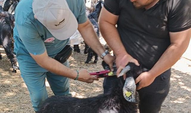 Nazilli'de küçükbaş hayvanlara veba ve çiçek aşısı yapıldı