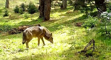 Nesli Tükenme Tehlikesindeki Bozkurt Görüntülendi