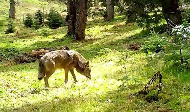 Nesli tükenmekte olan Bozkurt, böyle görüntülendi