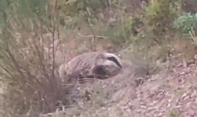 Nesli tükenmekte olan porsuk Buldan'da görüntülendi