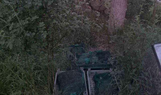 Niğde'de kurbağa kaçakçıları yakalandı: 133 kilo canlı kurbağa ele geçirildi