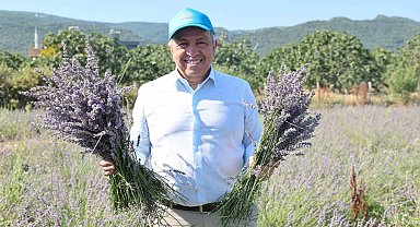 Nilüfer'de lavanta hasadı başladı