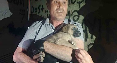 OEDAŞ trafoda mahsur kalan yavru köpeğe duyarsız kalmadı