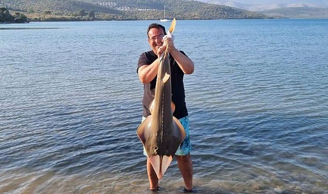 Oltaya takılan kemane balığı denize bırakıldı