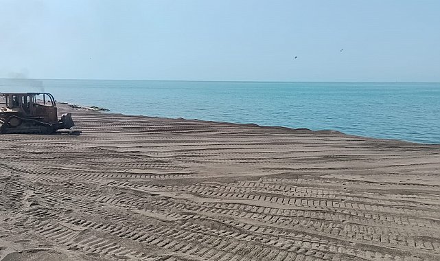 Ölü yunus balığı sahile vurdu