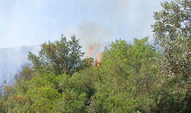 Orhangazi'deki yangına havadan ve karadan müdahale ediliyor