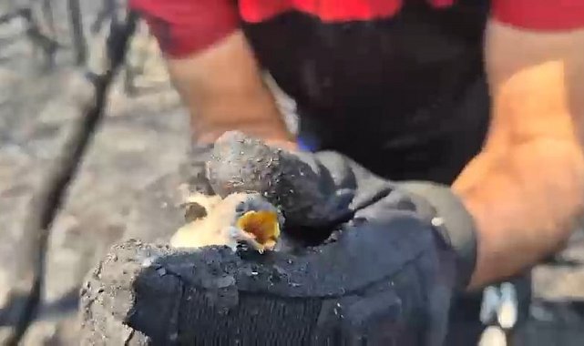 Orman yangınında hayatta kalan kuş böyle kurtarıldı