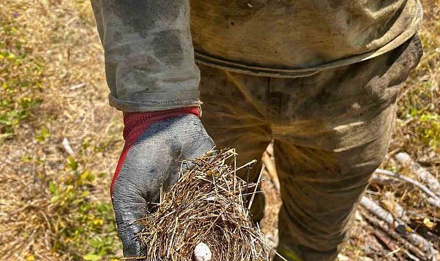 Ormanın sessiz sakinlerine de kalkan oldular: Yangının ortasından kuş yuvası kurtarıldı