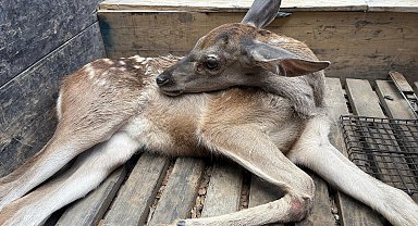 Ormanlık alanda bulunan yaralı geyik tedavi altına alındı