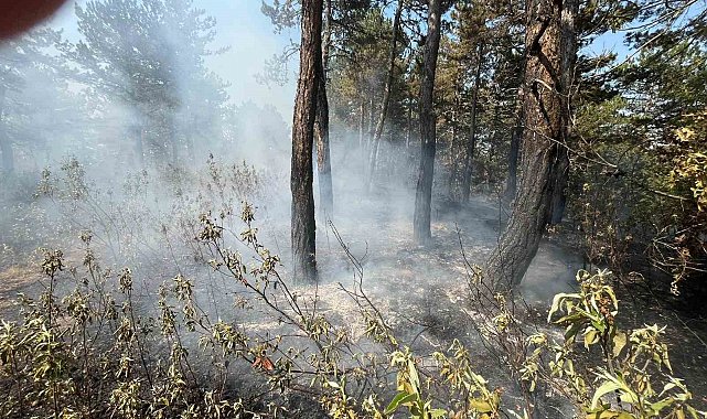 Ormanlık alandaki örtü yangını büyümeden söndürüldü