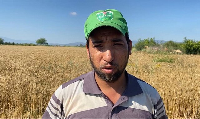 Osmaniye'de mevsim nedeniyle buğday hasadı geç başladı