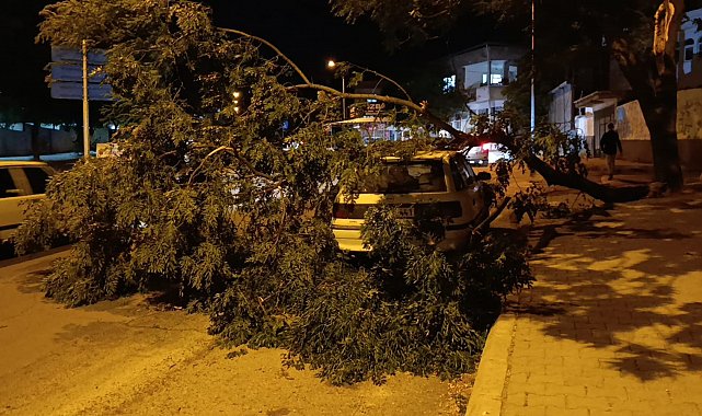 Park halindeki otomobilin üzerine ağaç devrildi