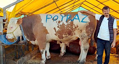 Pazarın ağır abisi "Poyraz" ilk günden satıldı