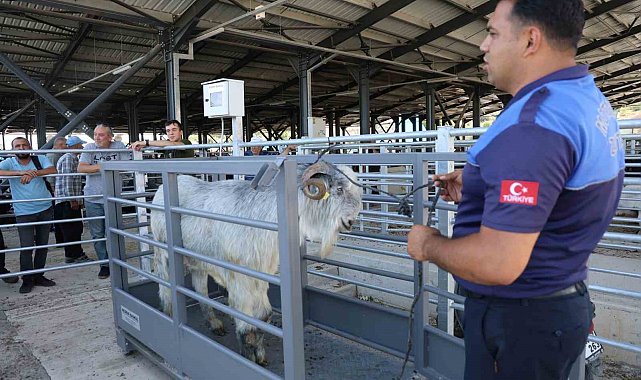 Pazarın en ağırı 153 kiloluk teke dikkat çekti