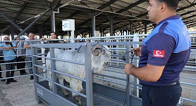 Pazarın en ağırı 153 kiloluk teke dikkat çekti