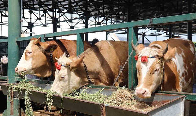 Pazarlıklar kızıştı, kimisi "çok uygun" dedi kimisi "kuru kalabalık" dedi