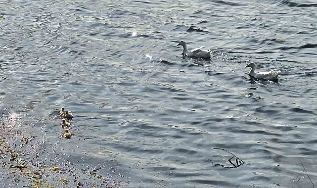Pelitözü Göleti'nde uzun bir aradan sonra ilk pekin ördeği yavruları