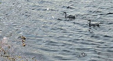 Pelitözü Göleti'nde uzun bir aradan sonra ilk pekin ördeği yavruları