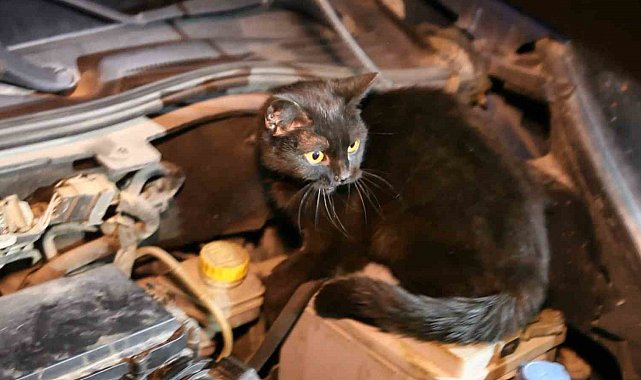 Polis aracın kaputunu açtı, motordan çıkan şaşırttı