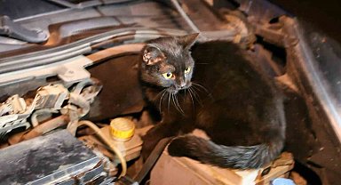 Polis aracın kaputunu açtı, motordan çıkan şaşırttı