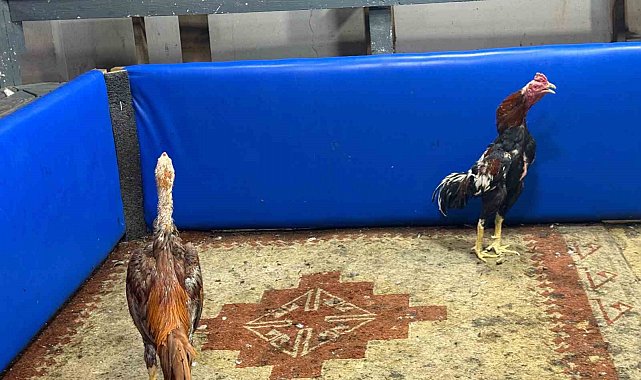 Polis müşteri gibi girdi, horoz dövüşüne suçüstü operasyon yaptı