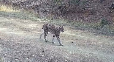 "Ormanın hayaleti" vaşak doğal ortamında kamerada