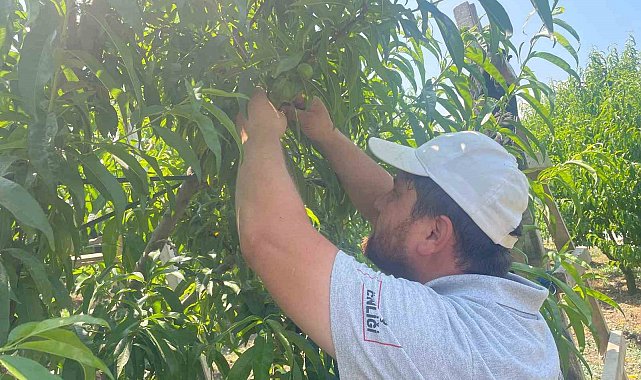 "Tek tek" günde 1200 lira kazanıyorlar