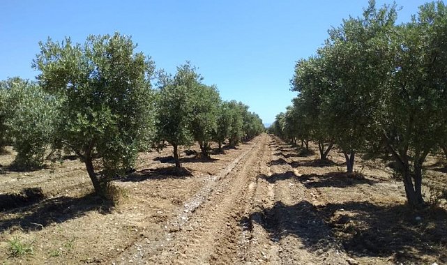 "Zeytinlikler zarar görmeden taşınabilir"