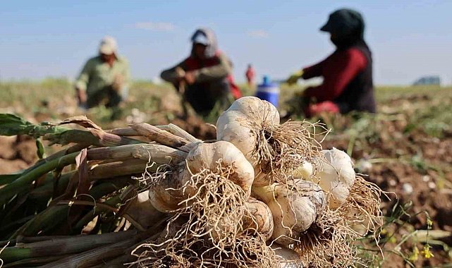 Rusya, Almanya ve İspanya'nın antibiyotiği Aksaray sarımsağının hasadı başladı