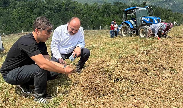 Safranbolu'da safran soğanı hasadı başladı