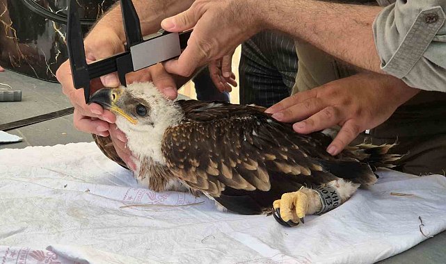 Şah kartalları ve leylekler halkalanıyor