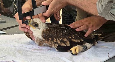 Şah kartalları ve leylekler halkalanıyor