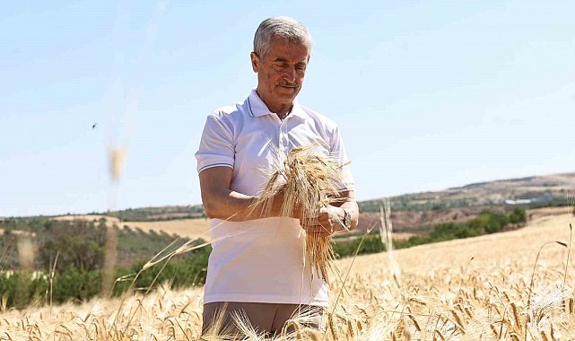 Şahinbey Belediyesi'nin dağıttığı arpalarda hasat sevinci yaşanıyor