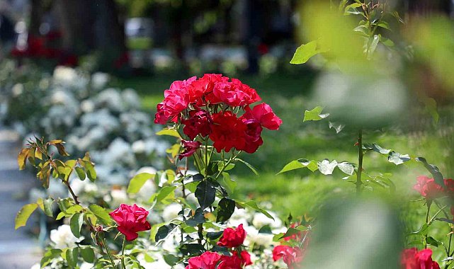 Sakarya bayrama çiçeklerle hazırlandı