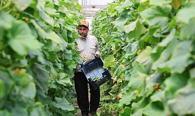 Salatalıkta hem sera, hem tarla bereketi