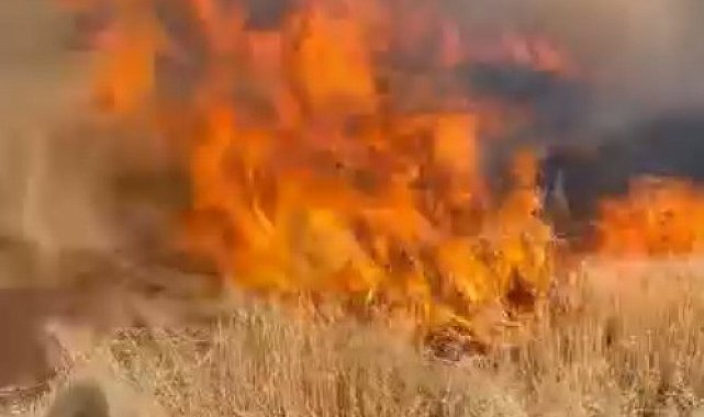 Şanlıurfa'da buğday tarlası küle döndü