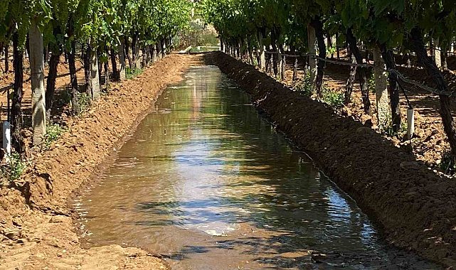 Sarıgöl üzüm bağlarında sulama dönemi başladı