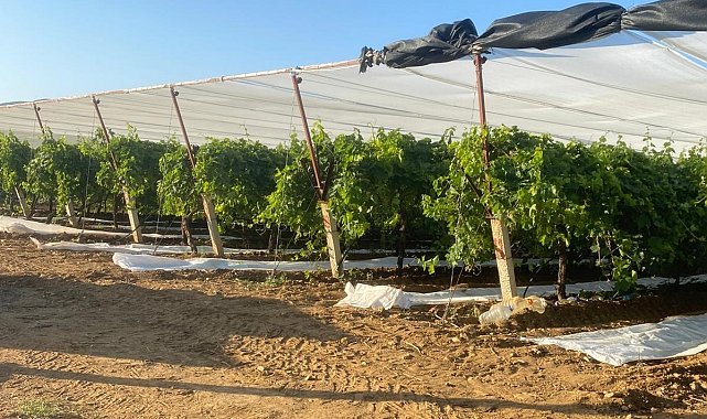 Sarıgöl'de üzüm bağları örtü altına alınıyor