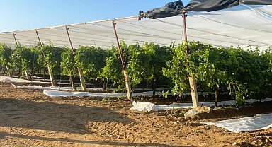 Sarıgöl'de üzüm bağları örtü altına alınıyor