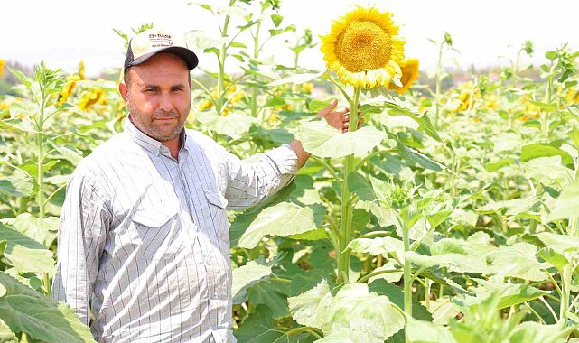 Sarının en güzeli: Ayçiçeği tarlaları görsel şölen sunuyor