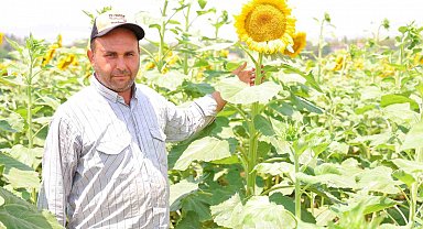 Sarının en güzeli: Ayçiçeği tarlaları görsel şölen sunuyor