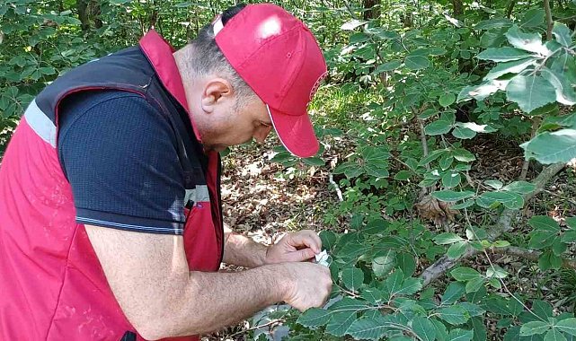 Savaşçı arılar tek tek bırakıldı