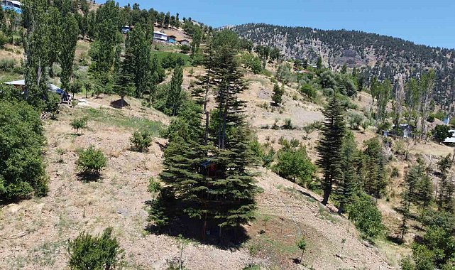 Sedir ağacına 'masal diyarı' evi yaptılar